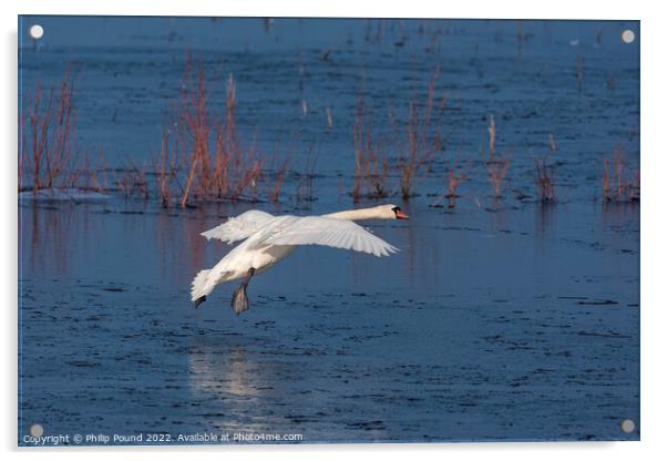 Mute Swan landing on melting ice Acrylic by Philip Pound
