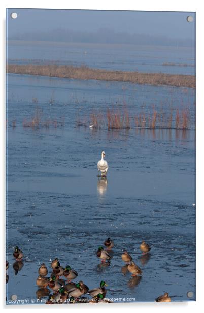Mute swan walking on ice towards mallard ducks Acrylic by Philip Pound