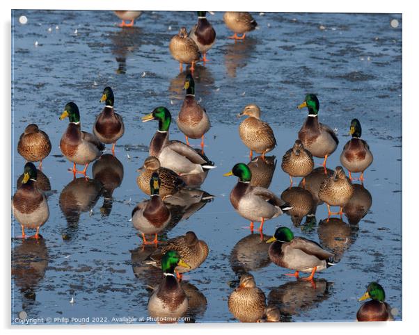 Ducks Acrylic by Philip Pound