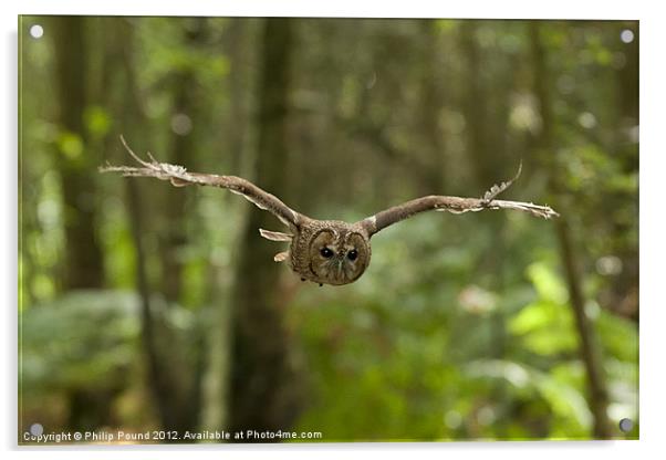 Tawny Owl in Flight Acrylic by Philip Pound