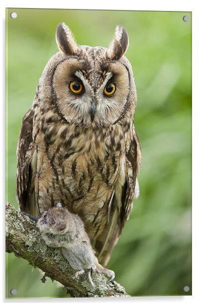 Long Eared Owl holding mouse Acrylic by Philip Pound
