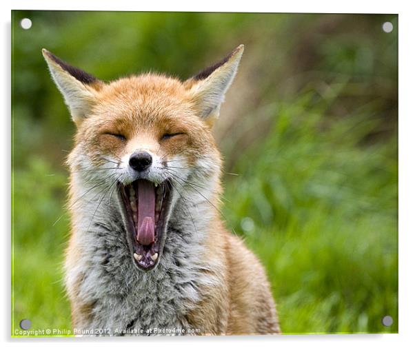 Red Fox Yawning Acrylic by Philip Pound