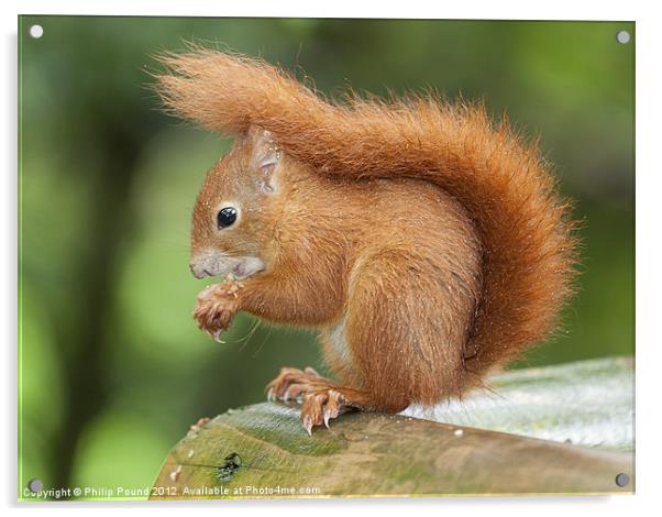 Red Squirrel Acrylic by Philip Pound