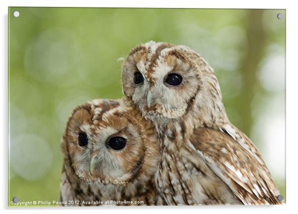 Pair of Tawny Owls Acrylic by Philip Pound