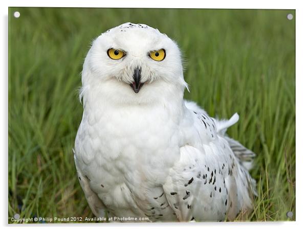 Snowy Owl in grass Acrylic by Philip Pound