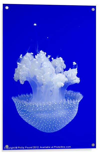 Jellyfish Acrylic by Philip Pound