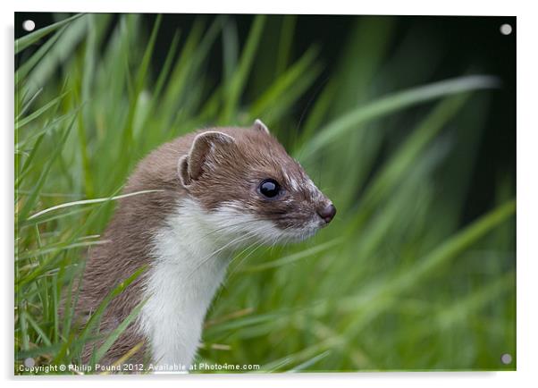 Stoat Acrylic by Philip Pound