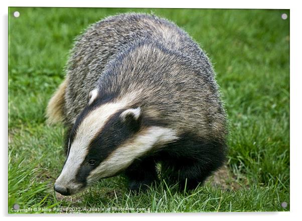 Badger Acrylic by Philip Pound