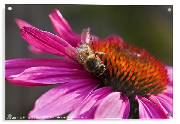 Honey Bee on Echinacea Flower Acrylic by Philip Pound