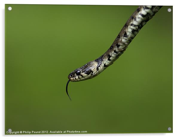 Grass Snake Acrylic by Philip Pound