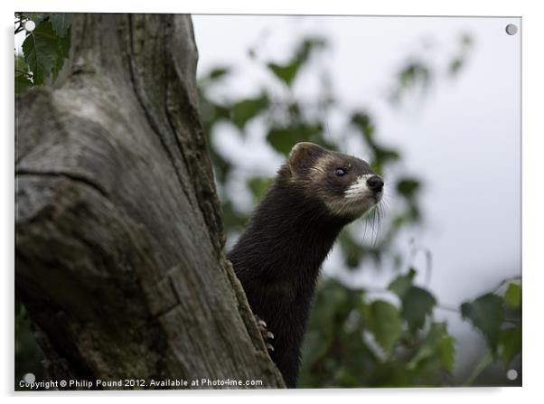Polecat on the lookout Acrylic by Philip Pound