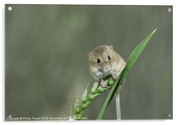 Harvest Mouse Acrylic by Philip Pound