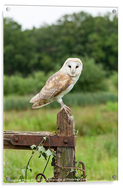 Barn Owl on Gate Post Acrylic by Philip Pound