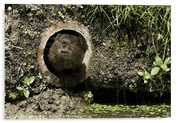 Water Vole Acrylic by Philip Pound