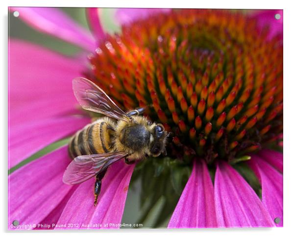 Bee On Echinacea Flower Acrylic by Philip Pound