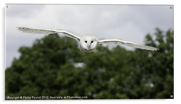 Barn Owl in Flight Acrylic by Philip Pound