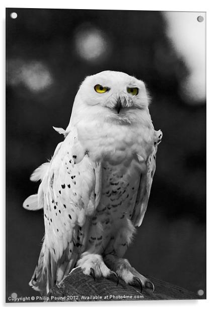 Snowy Owl Acrylic by Philip Pound