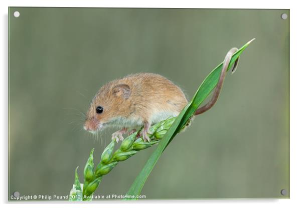 Harvest Mouse on Grass Stalk Acrylic by Philip Pound