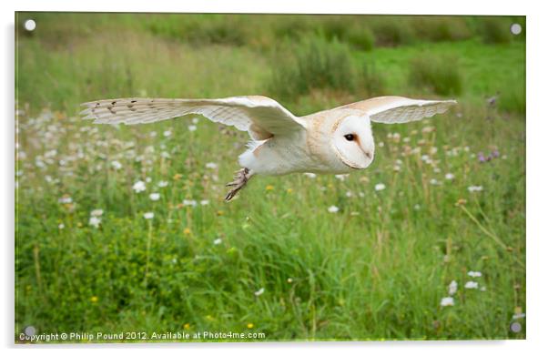Barn Owl in Flight Acrylic by Philip Pound