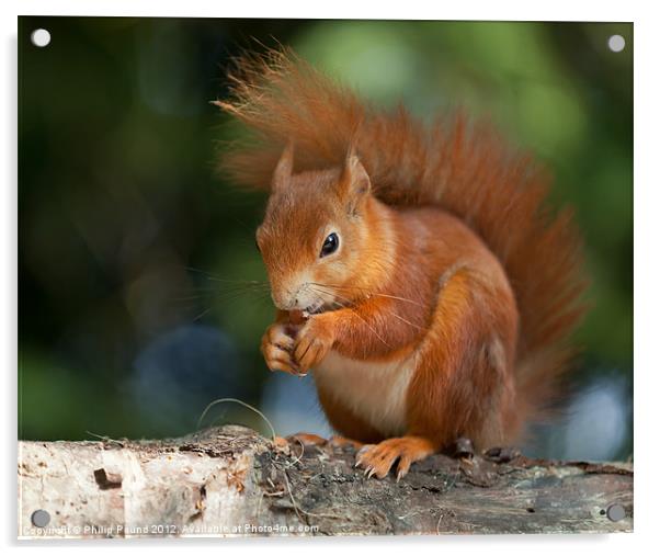 Red Squirrel Eating A Nut Acrylic by Philip Pound