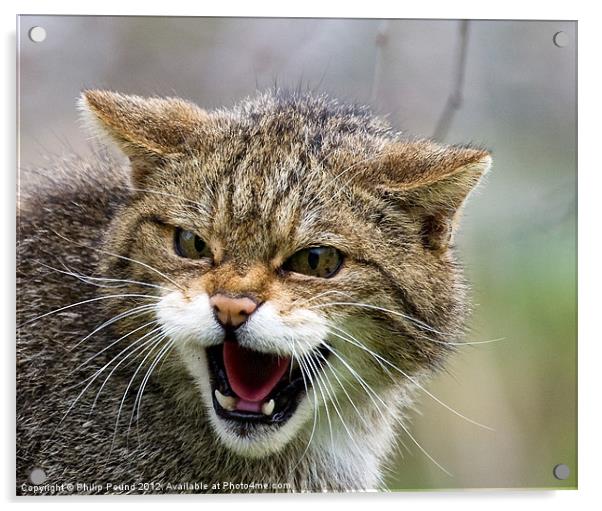 Scottish Wildcat Acrylic by Philip Pound