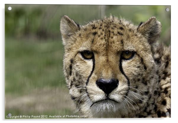 Cheetah Portrait Big Cat Acrylic by Philip Pound