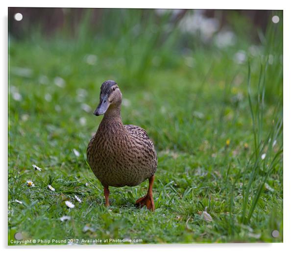 Female Mallard Duck Acrylic by Philip Pound