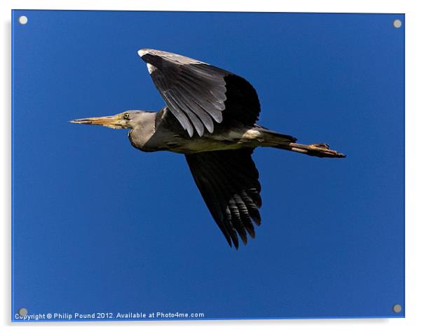 Grey Heron in Flight Acrylic by Philip Pound