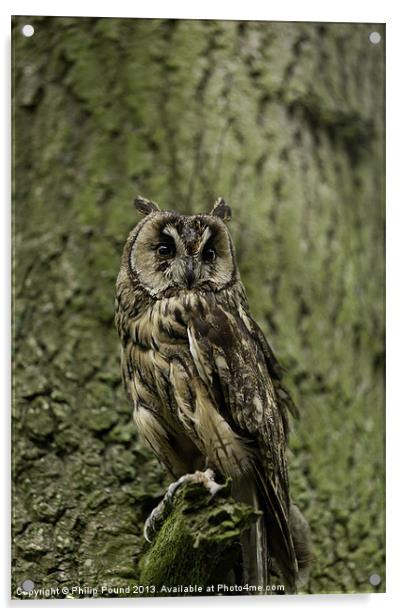 Long Eared Owl Acrylic by Philip Pound