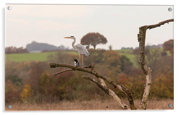 Grey Heron and Magpie Acrylic by Philip Pound