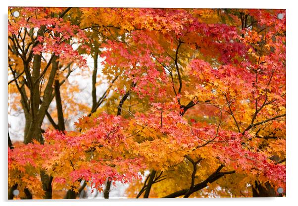 Fabulous Autumn Colours Acrylic by Philip Pound