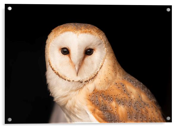 Barn Owl  Portrait Acrylic by Philip Pound