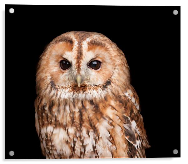 Tawny Owl Portrait Acrylic by Philip Pound