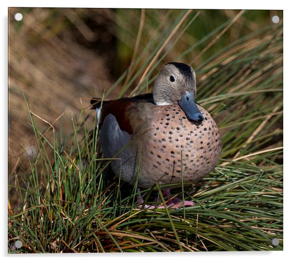 Duck Sitting in Grass Acrylic by Philip Pound