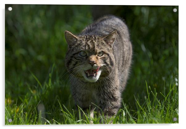 Rare Scottish Wildcat Acrylic by Philip Pound