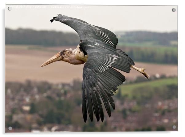  African Marabou Stork in Flight Acrylic by Philip Pound
