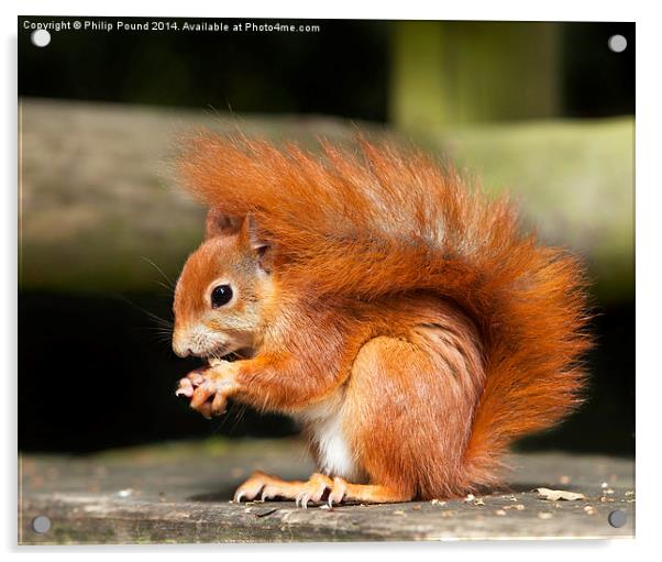  Red Squirrel Eating a Hazelnut Acrylic by Philip Pound