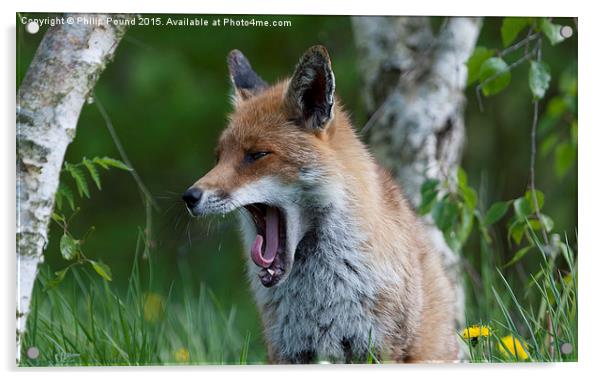  Fox Yawning Acrylic by Philip Pound