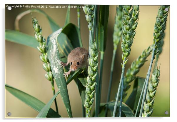  Harvest Mouse in the Grass Acrylic by Philip Pound