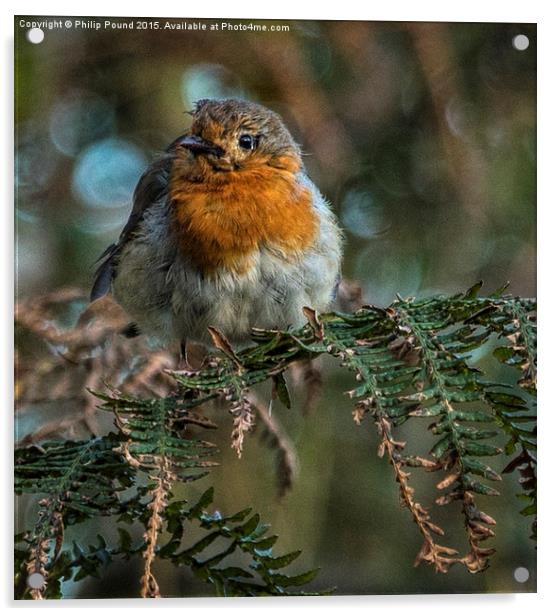 Robin on ferns  Acrylic by Philip Pound