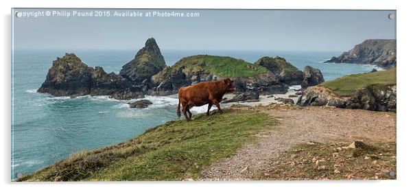  Cow at Kynance Cove in Cornwall Acrylic by Philip Pound