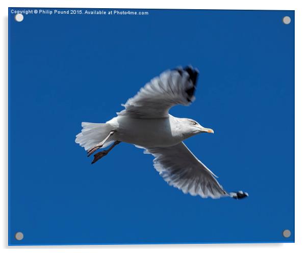  Seagull in Flight Acrylic by Philip Pound