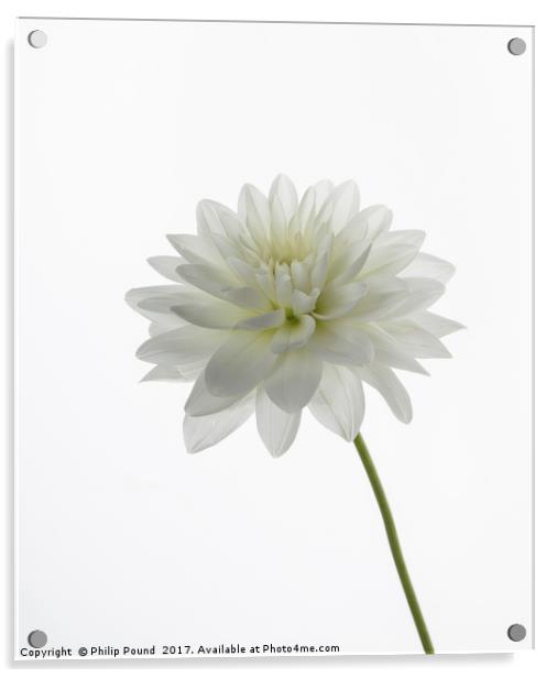 White Dahlia Flower Acrylic by Philip Pound
