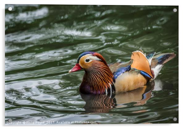 Mandarin Duck Swimming Acrylic by Philip Pound