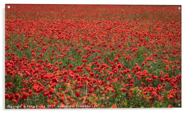 Field of Red Poppies Acrylic by Philip Pound