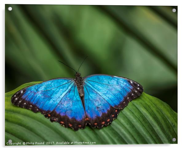 Blue Morpho Butterfly Acrylic by Philip Pound