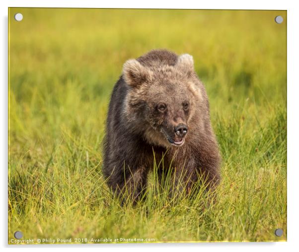 Wild Brown Bear Acrylic by Philip Pound