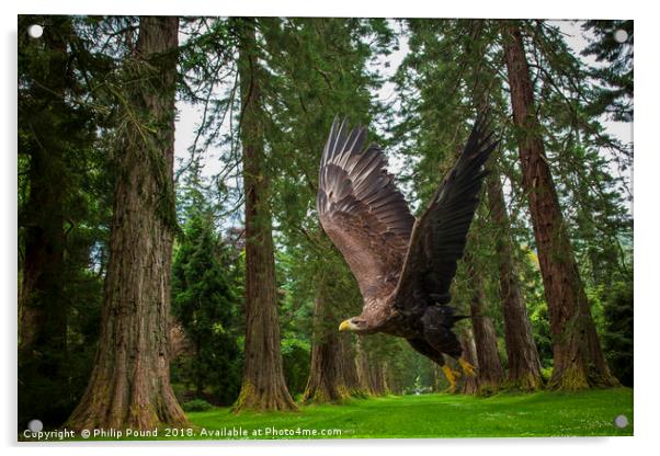Golden Eagle and Giant Redwood Trees Acrylic by Philip Pound