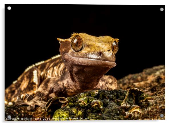 Gecko Acrylic by Philip Pound
