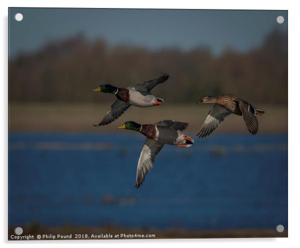 Mallard Ducks in Flight Acrylic by Philip Pound